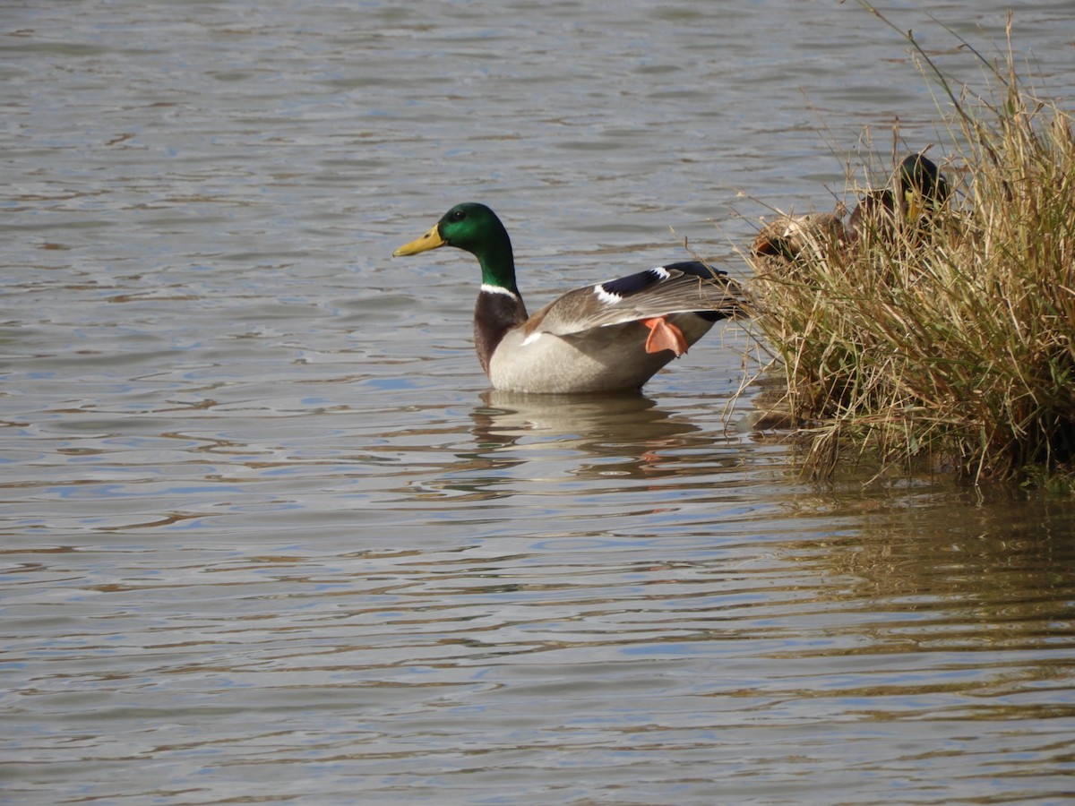 Canard colvert - ML644474604
