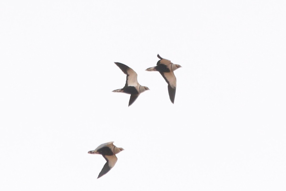 Ganga unibande - ML644474606