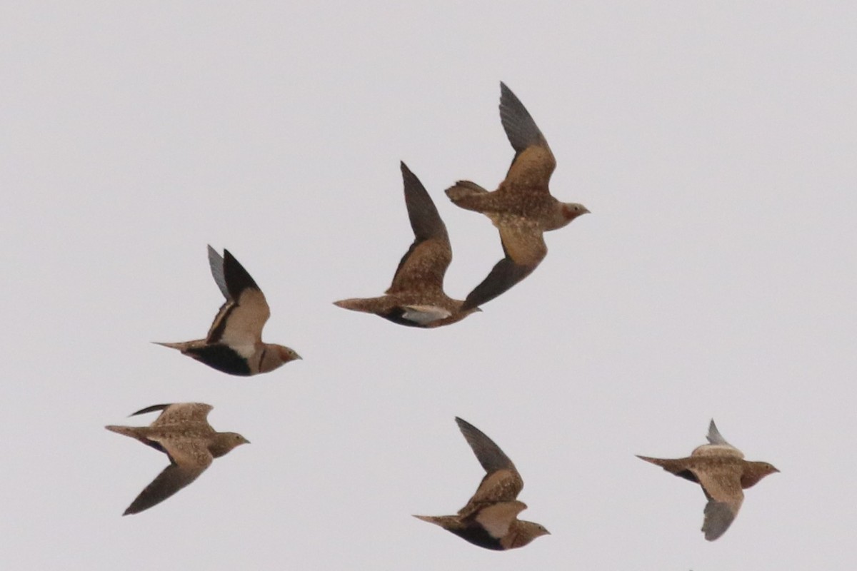 Ganga unibande - ML644474607