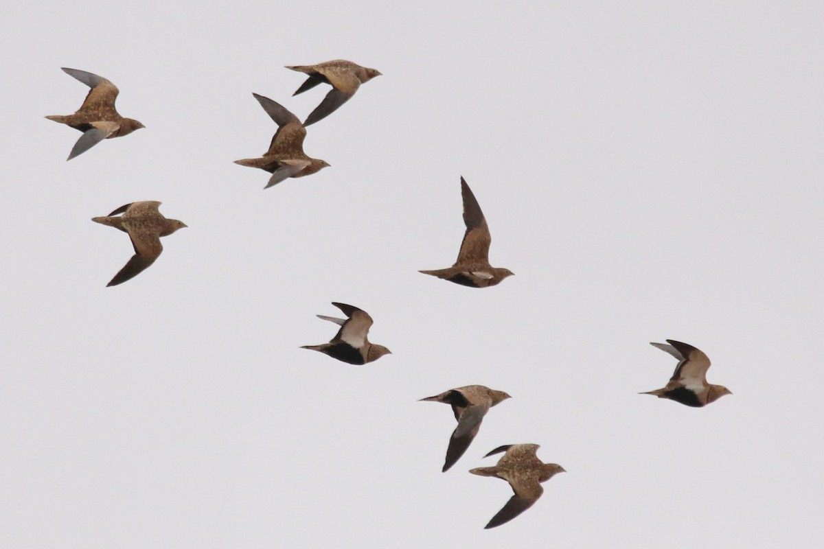 Ganga unibande - ML644474608