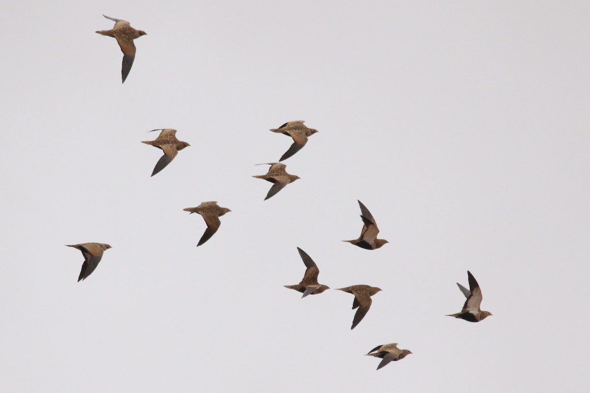 Ganga unibande - ML644474609