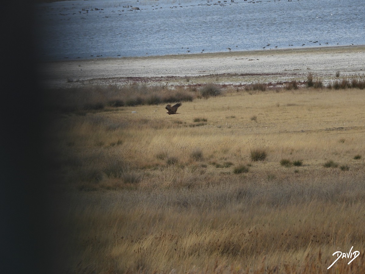 Western Marsh Harrier - ML644474617