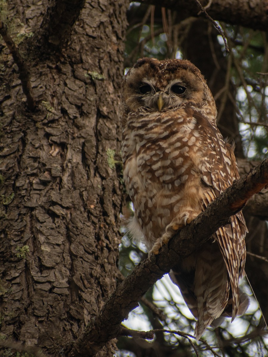 Chouette tachetée (lucida) - ML644474632