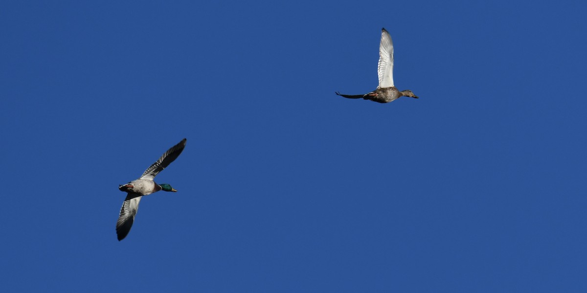 Canard colvert - ML644474636