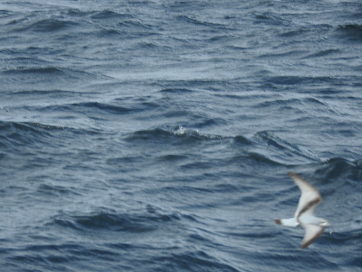 Fairy Prion - ML644474639