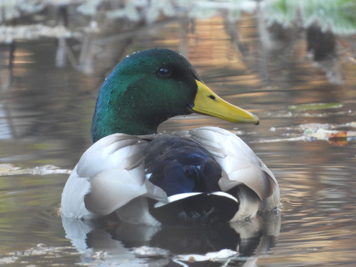 Canard colvert - ML644474645