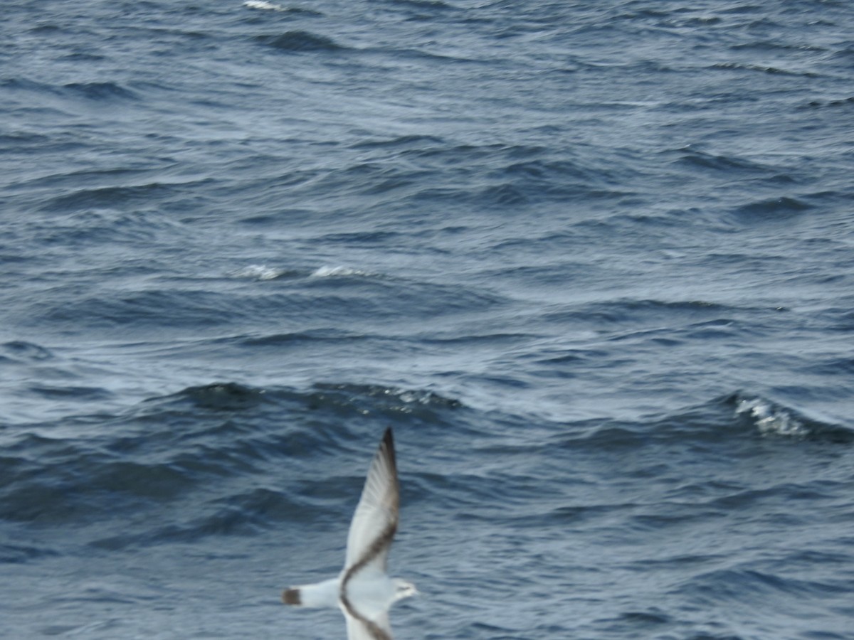 Fairy Prion - ML644474655