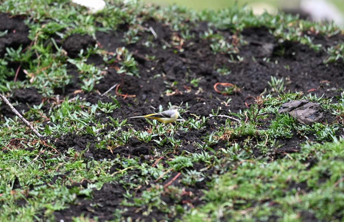 Gray Wagtail - ML644474663