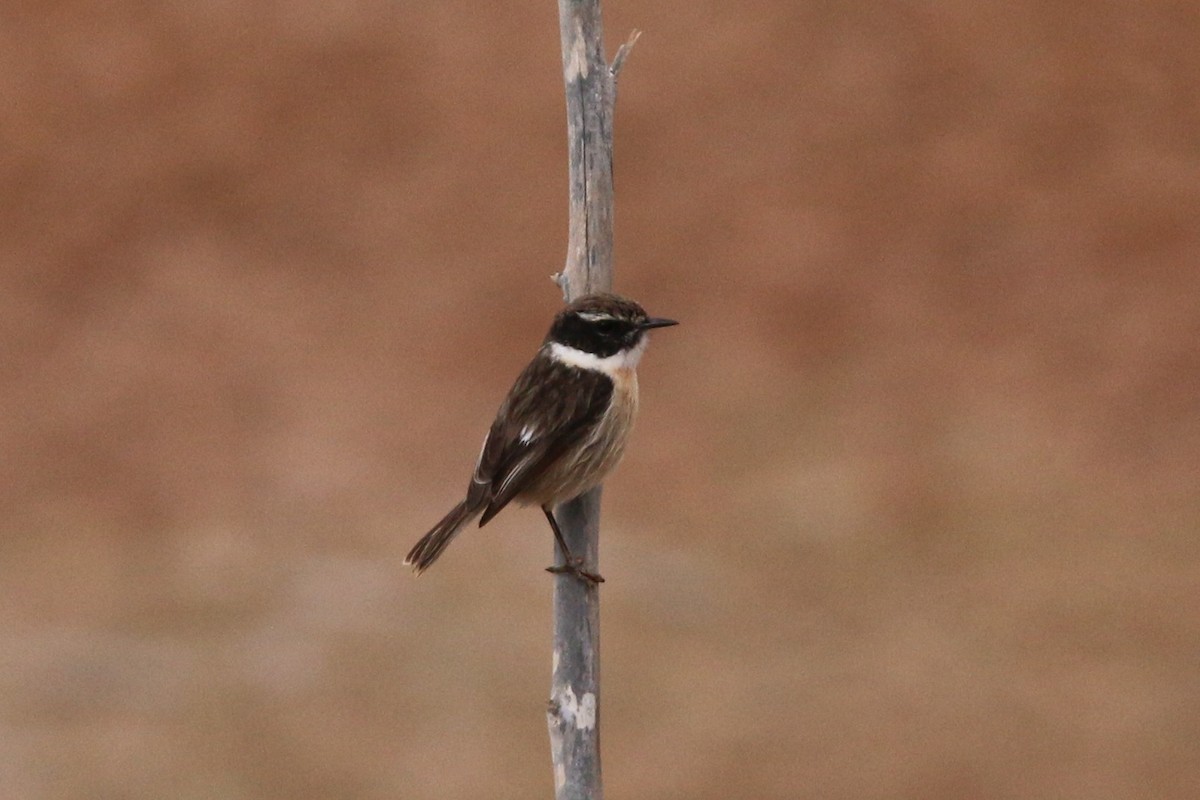 Fuerteventura Stonechat - ML644474671