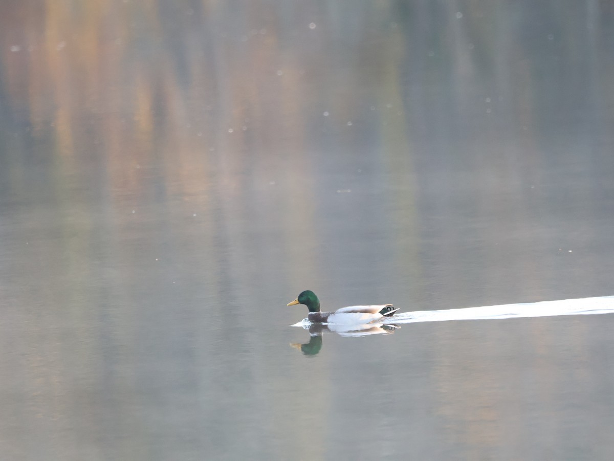 Canard colvert - ML644474672