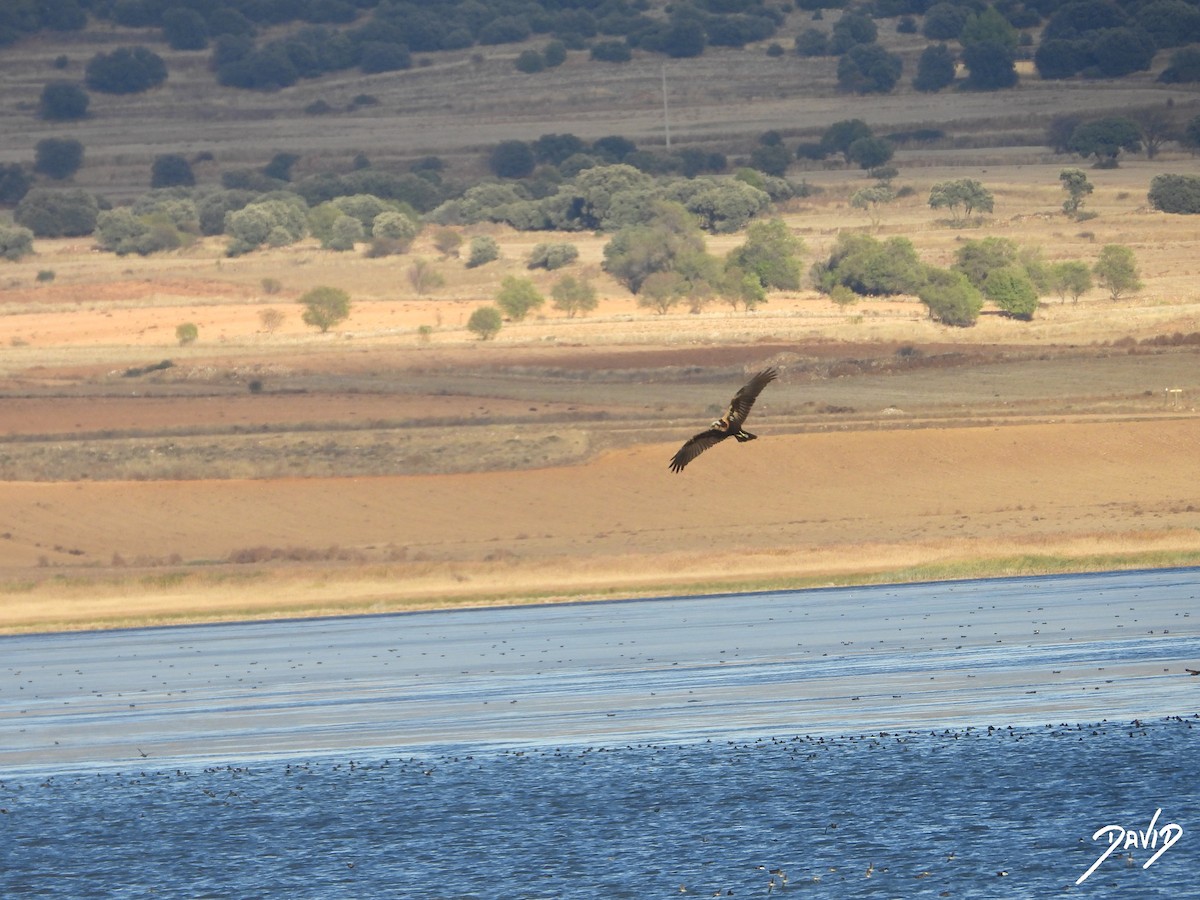 Western Marsh Harrier - ML644474679