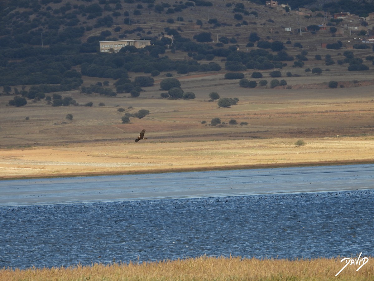 Western Marsh Harrier - ML644474680