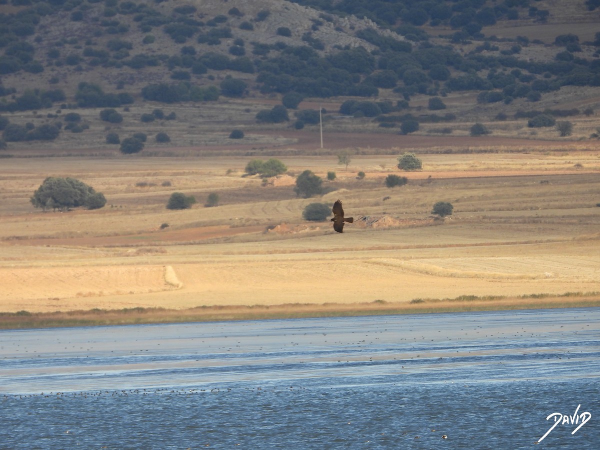 Western Marsh Harrier - ML644474681
