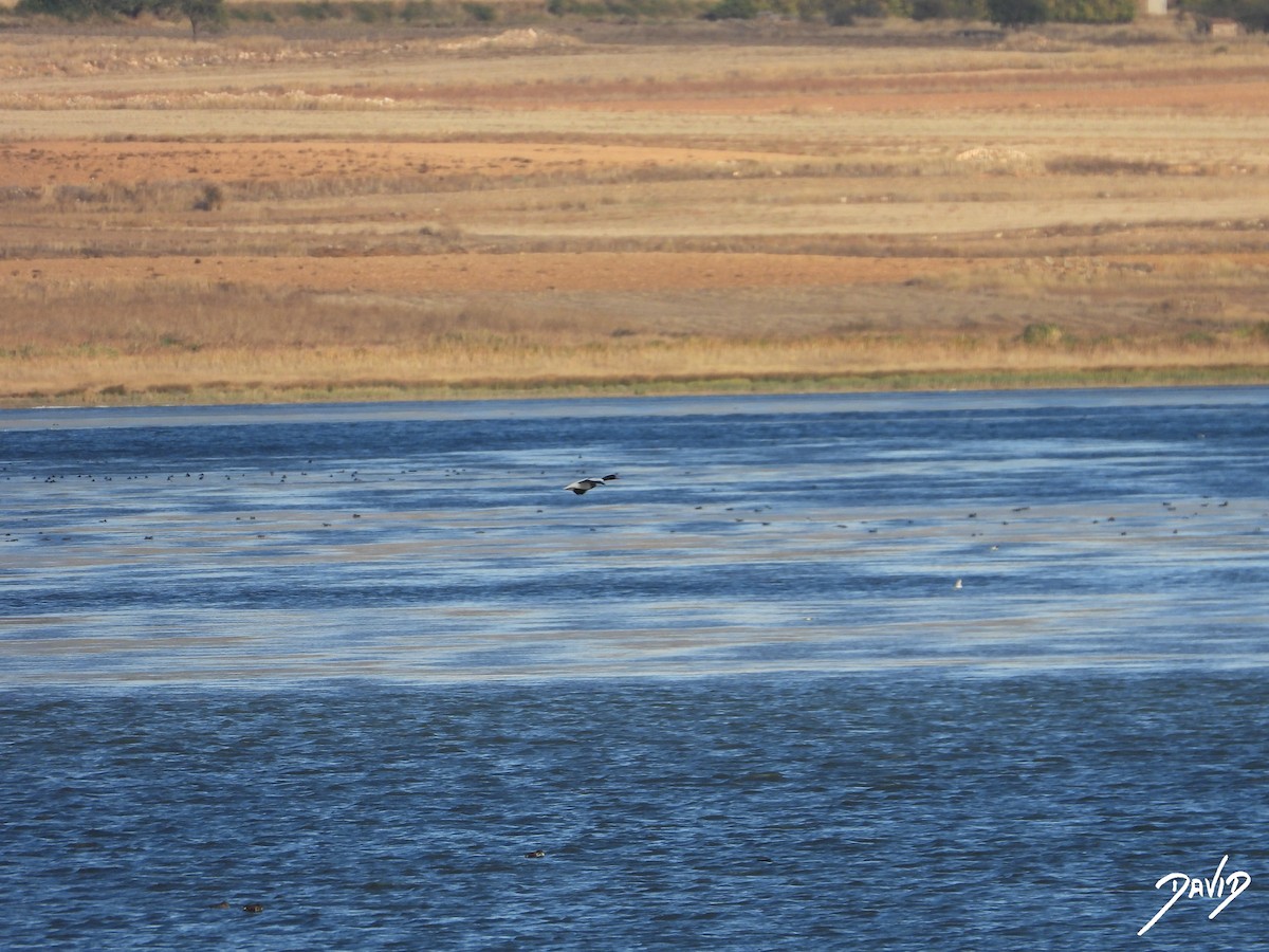 Western Marsh Harrier - ML644474682