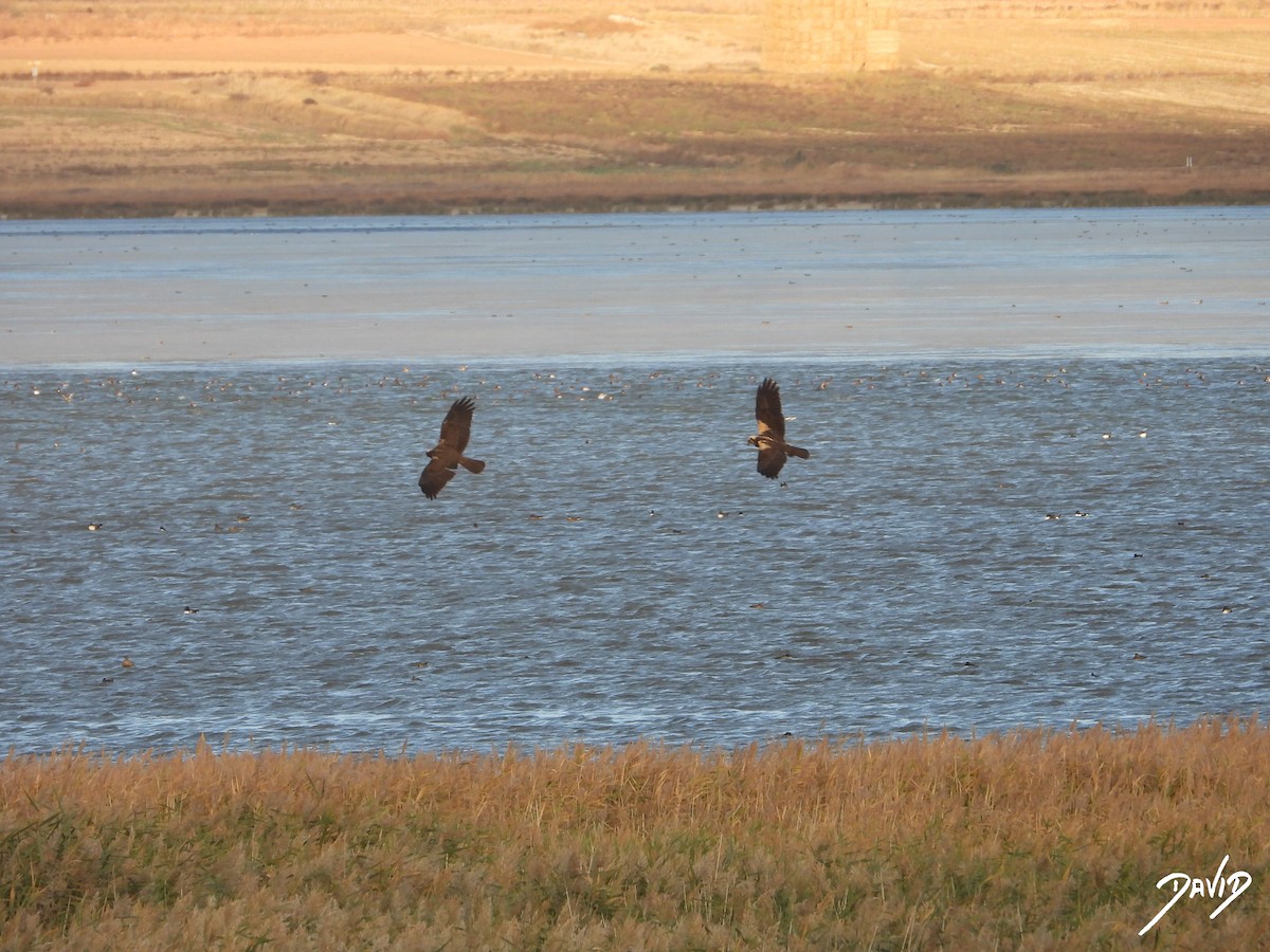 Western Marsh Harrier - ML644474683