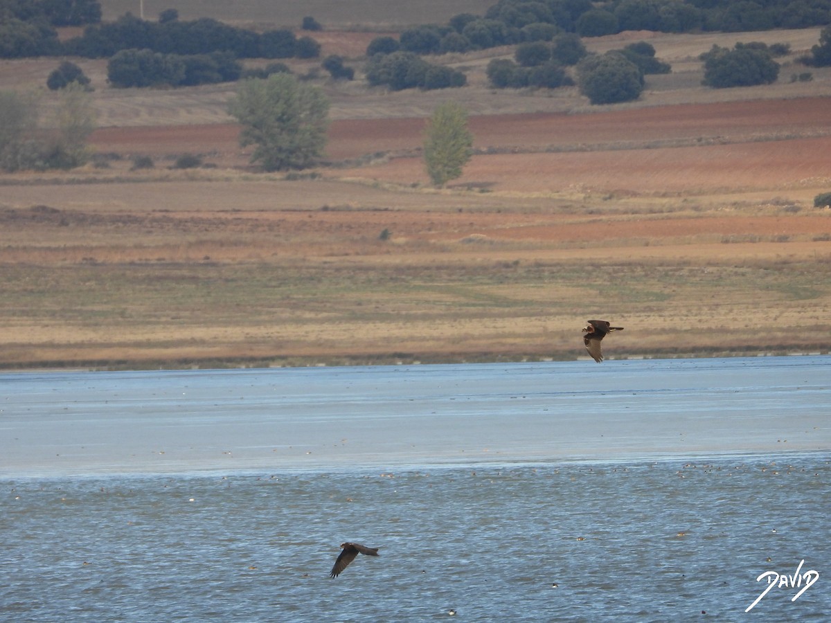 Western Marsh Harrier - ML644474684