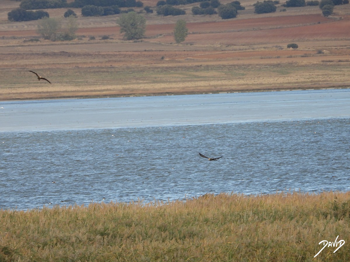 Western Marsh Harrier - ML644474685