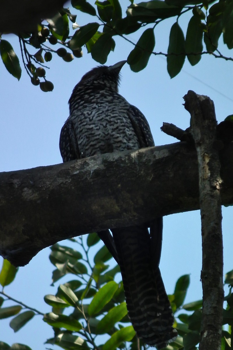 Asian Koel - ML644474686