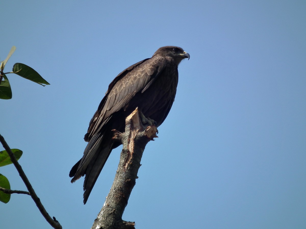 Black Kite - ML644474699