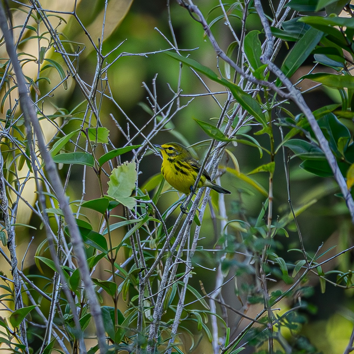 Paruline des prés - ML644474700