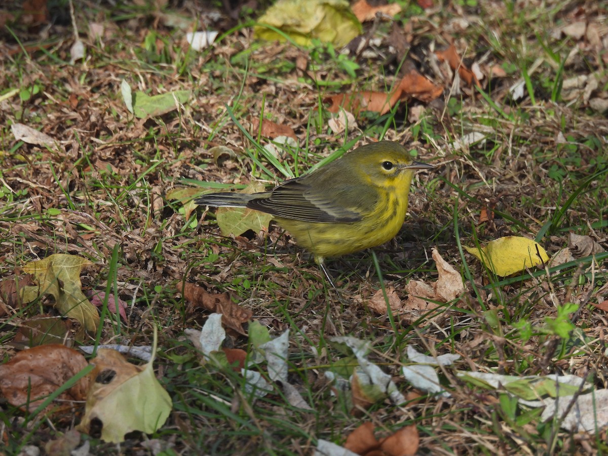 Paruline des prés - ML644474701