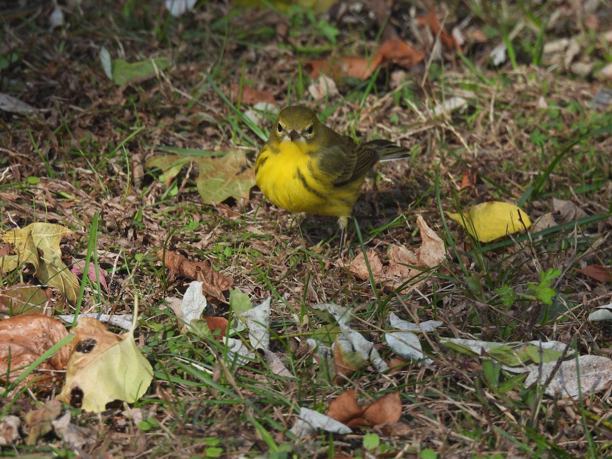 Paruline des prés - ML644474710