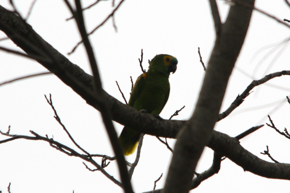 blåpanneamazon - ML644474711