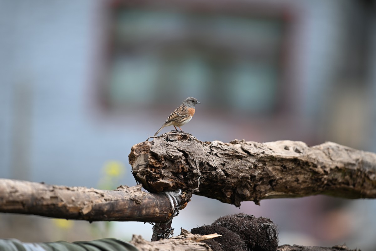 Robin Accentor - ML644474714