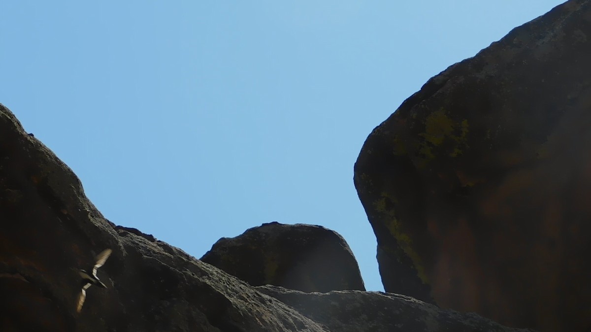 Martinet à gorge blanche - ML644474720