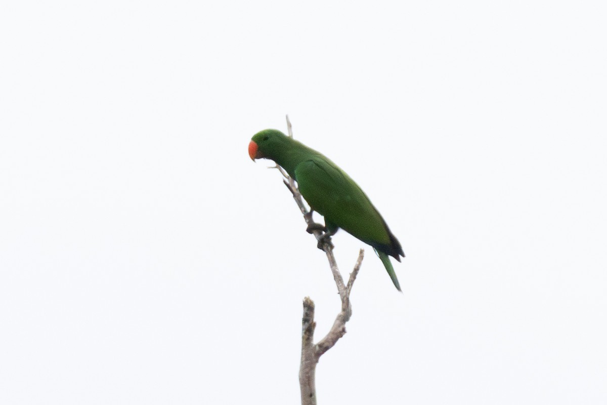Papuan Eclectus - ML644474727
