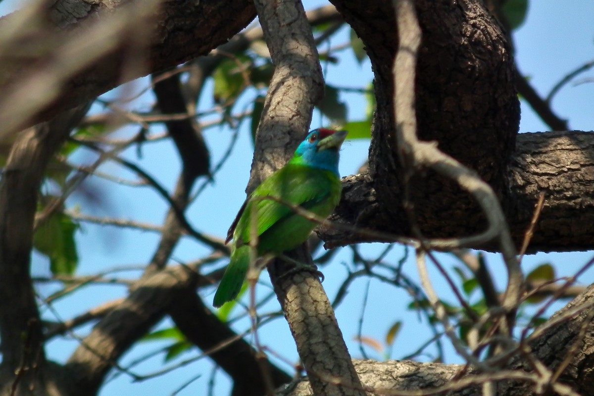Blue-throated Barbet - ML644474728