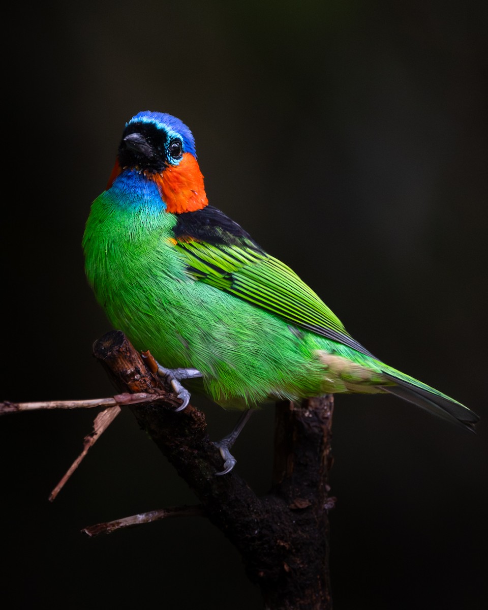 Tangara Militar - ML644474729