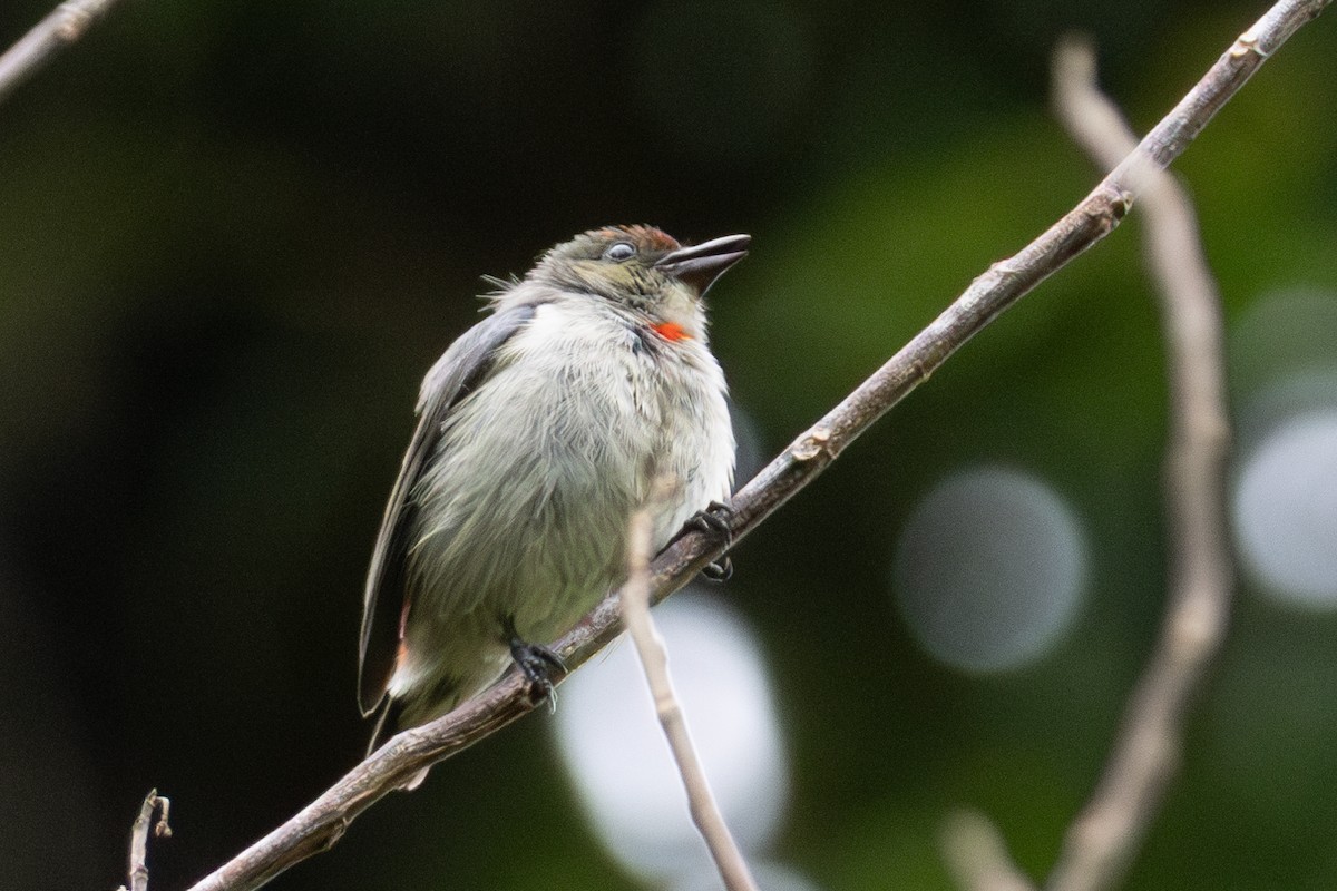 Red-capped Flowerpecker - ML644474731