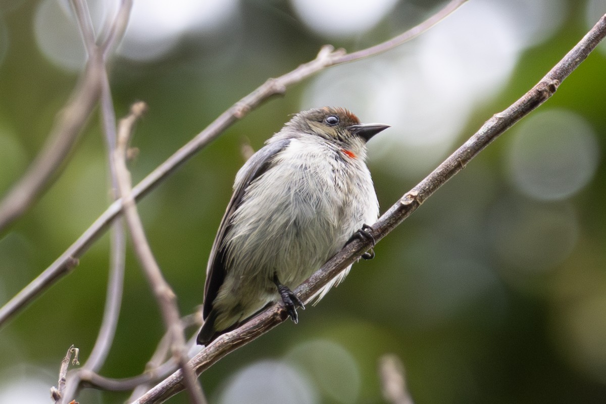 Red-capped Flowerpecker - ML644474732