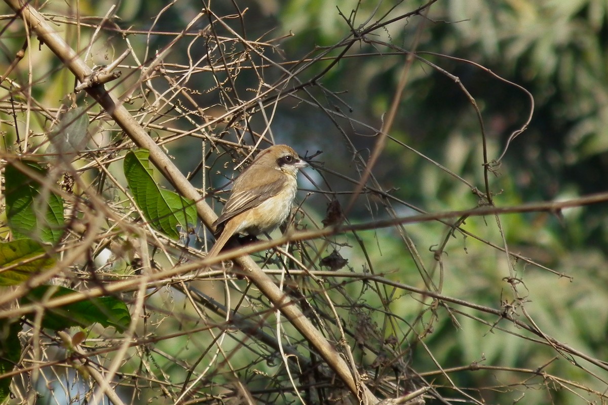 Brown Shrike - ML644474738