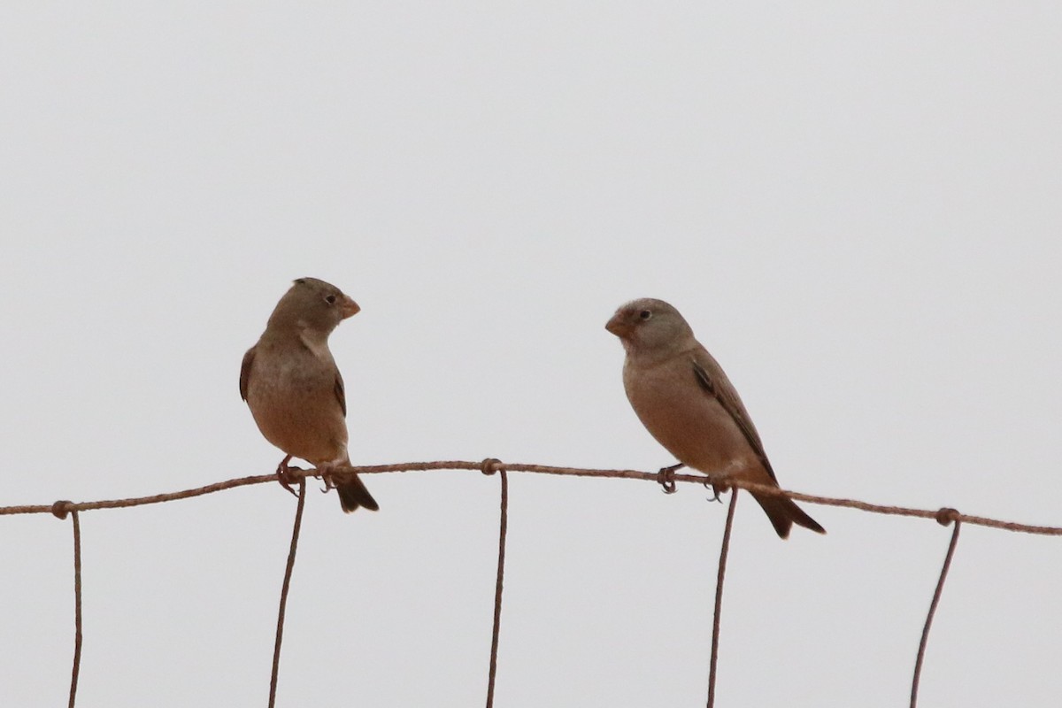 Trumpeter Finch - ML644474739