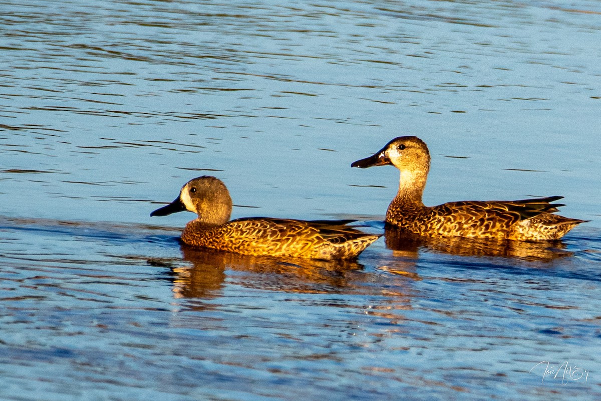 שרשיר כחול-כנף - ML644474741