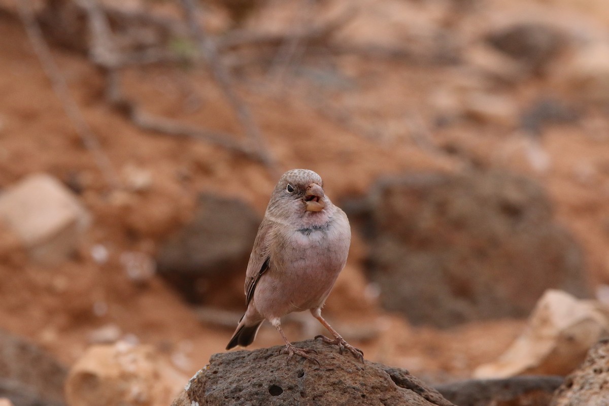 Trumpeter Finch - ML644474743