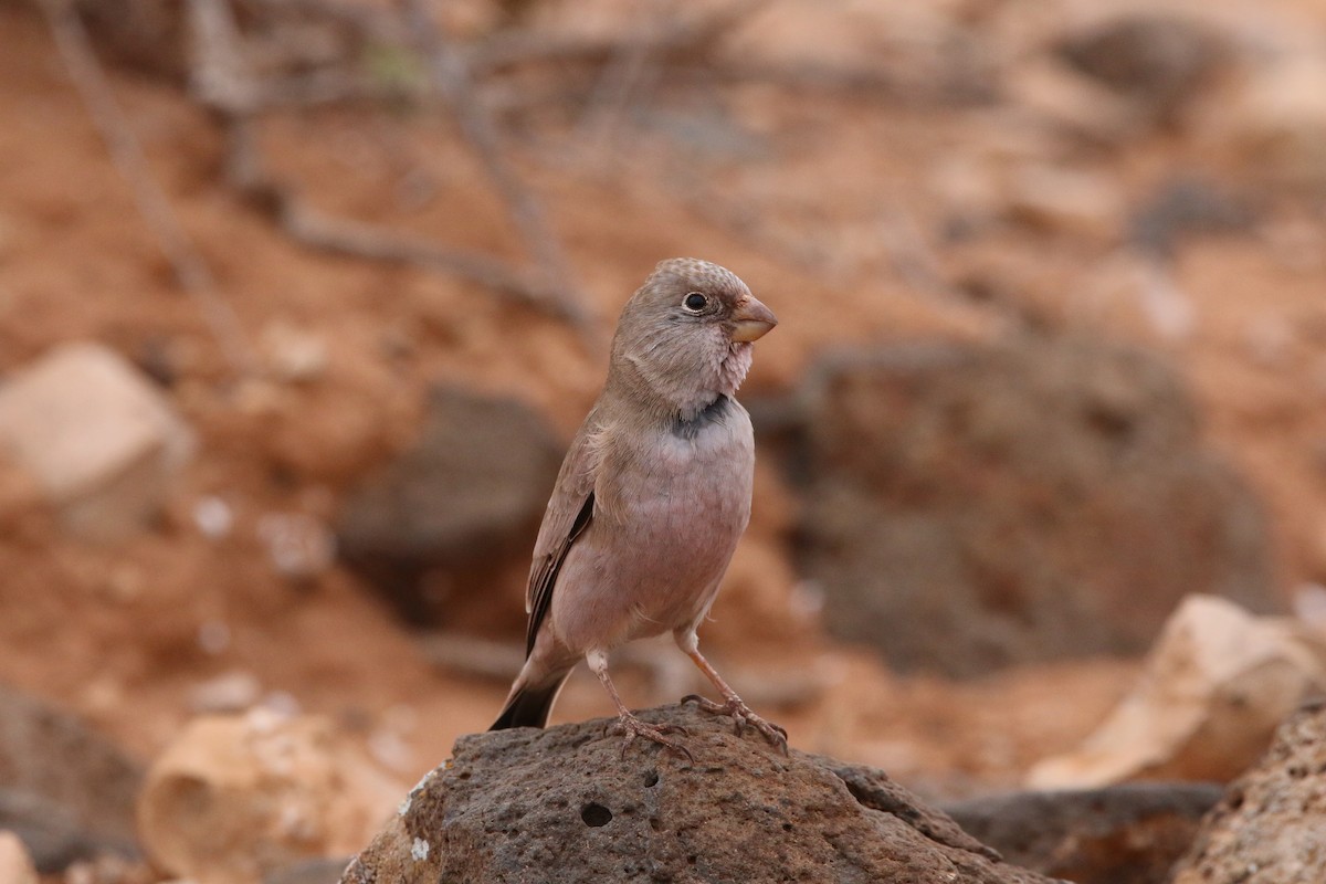 Trumpeter Finch - ML644474744
