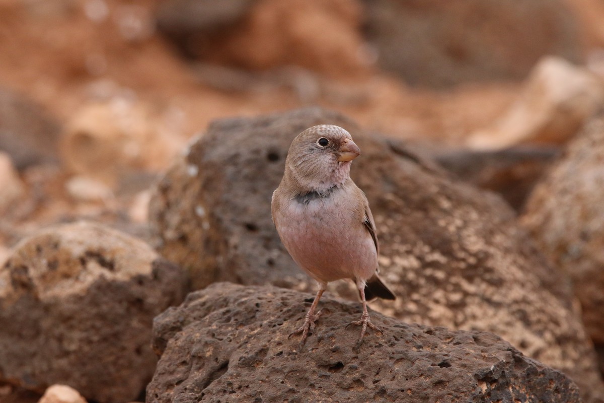 Trumpeter Finch - ML644474745
