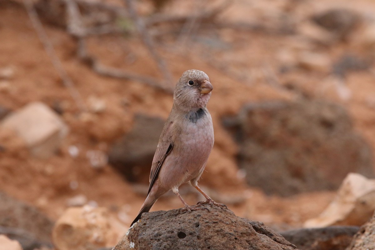 Trumpeter Finch - ML644474746
