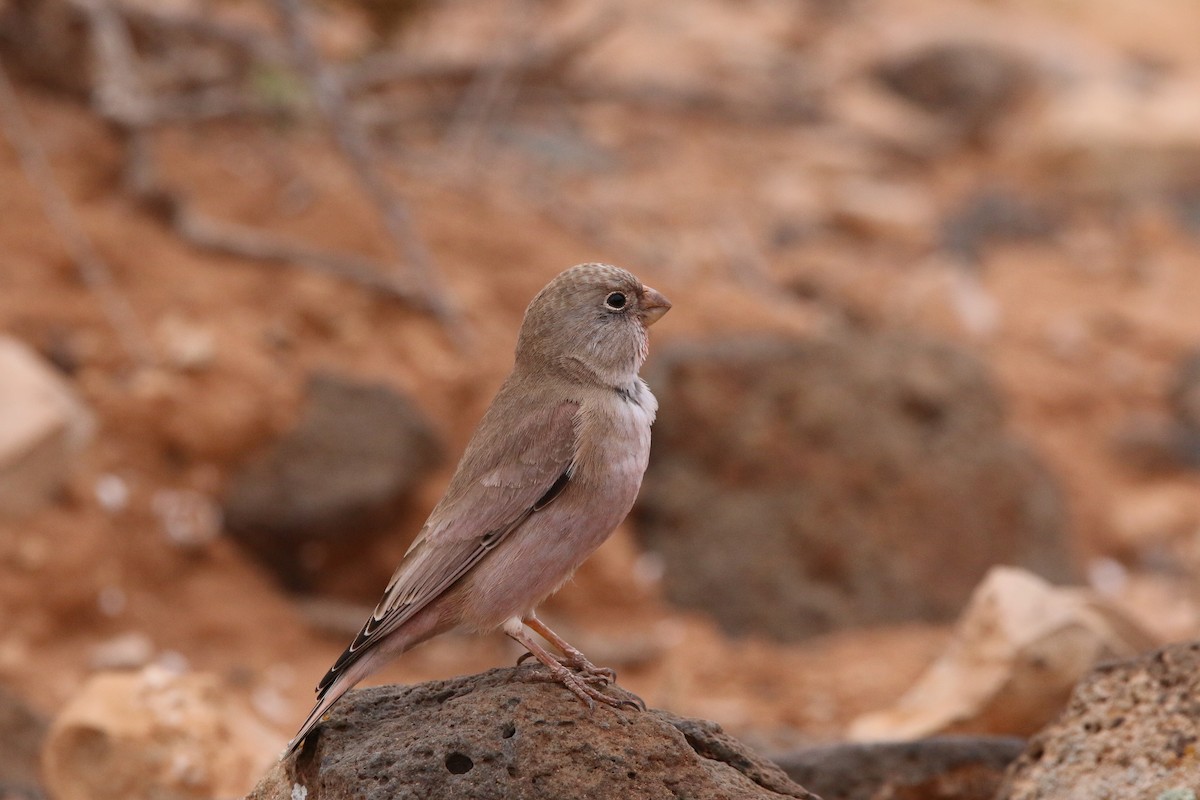 Trumpeter Finch - ML644474747