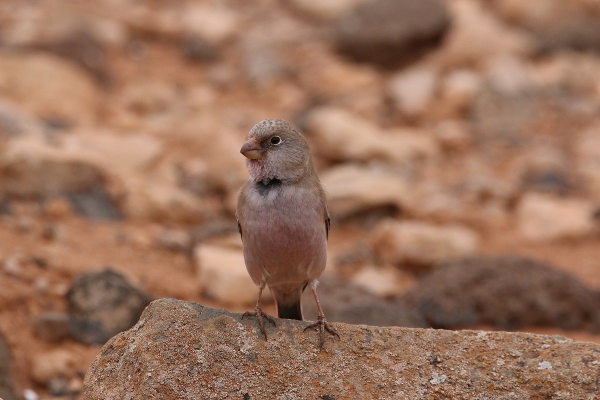 Trumpeter Finch - ML644474748