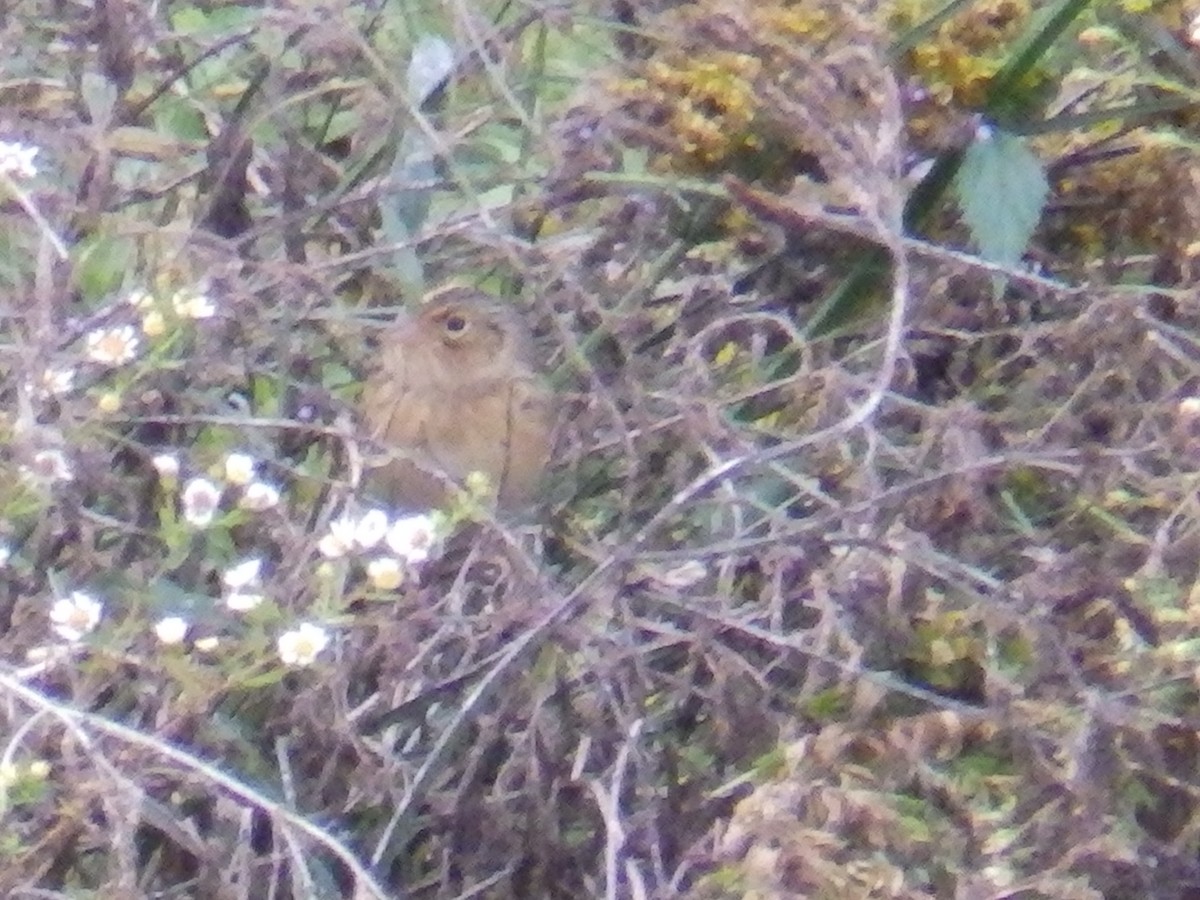 Grasshopper Sparrow - ML644474749