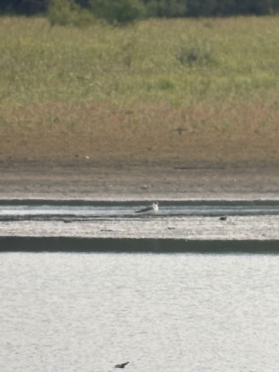 Franklin's Gull - ML644474752