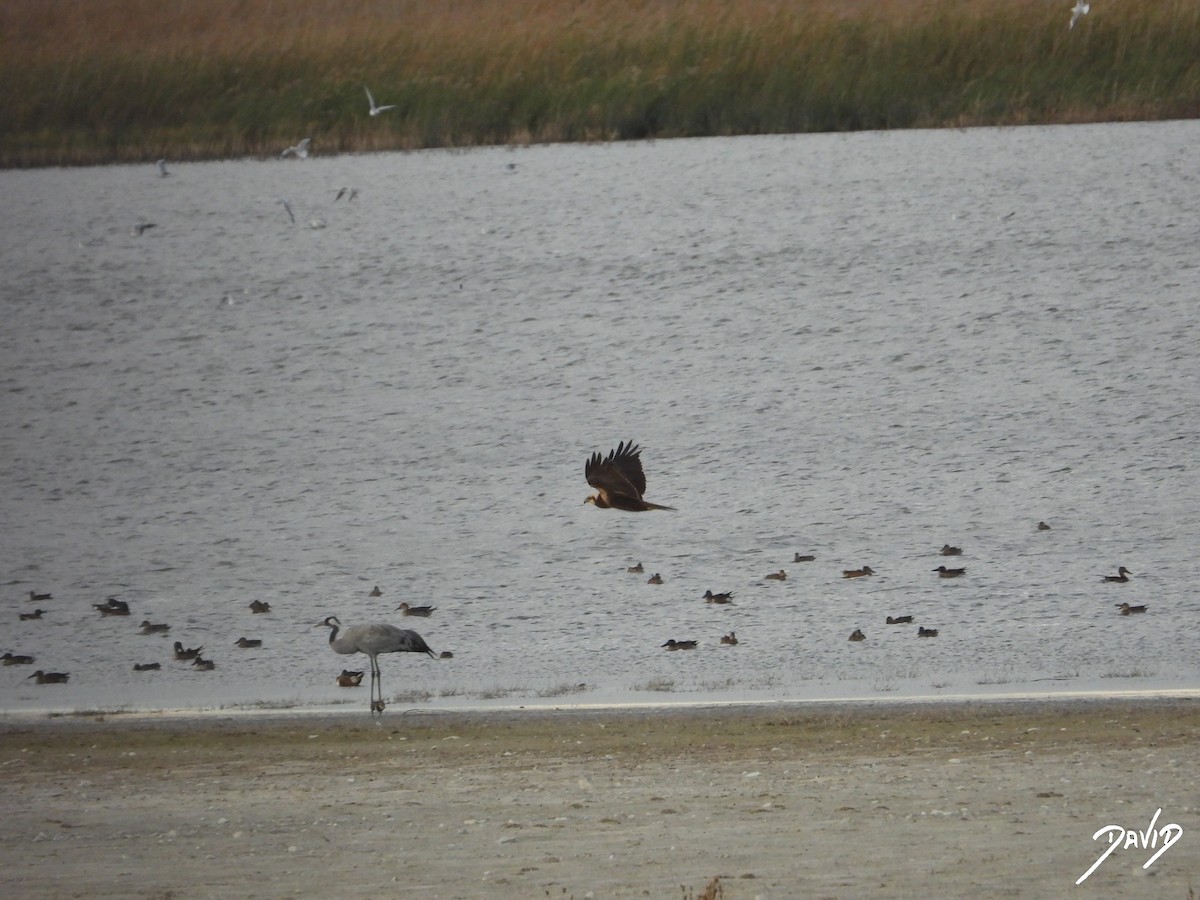 Western Marsh Harrier - ML644474756