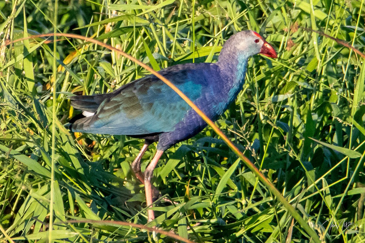 Uroilo urdin burugrisa - ML644474760