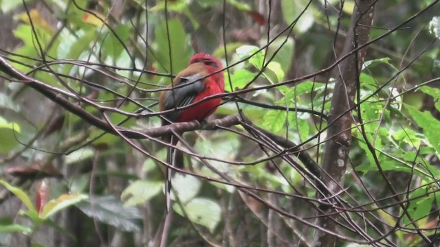 Red-headed Trogon - ML644474777