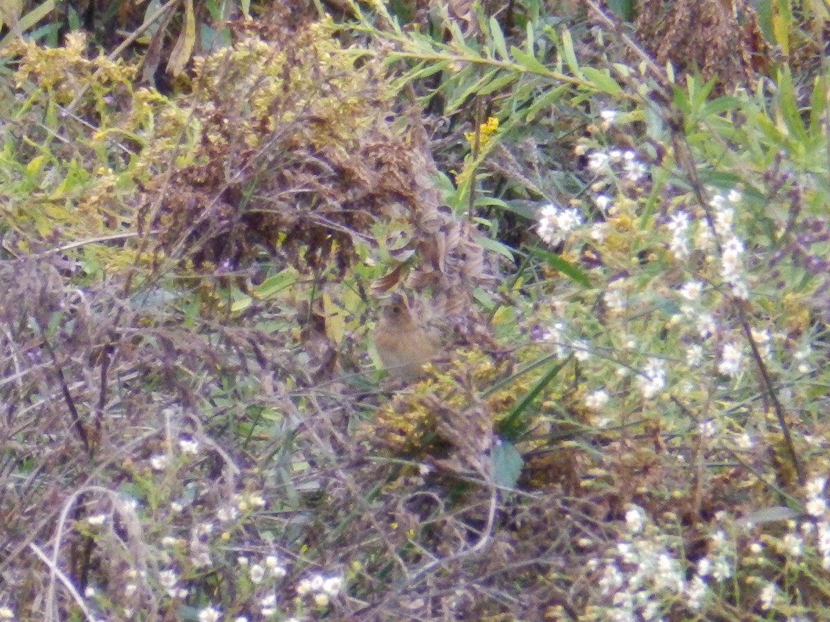 Grasshopper Sparrow - ML644474784