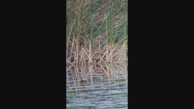 Butor étoilé - ML644474785